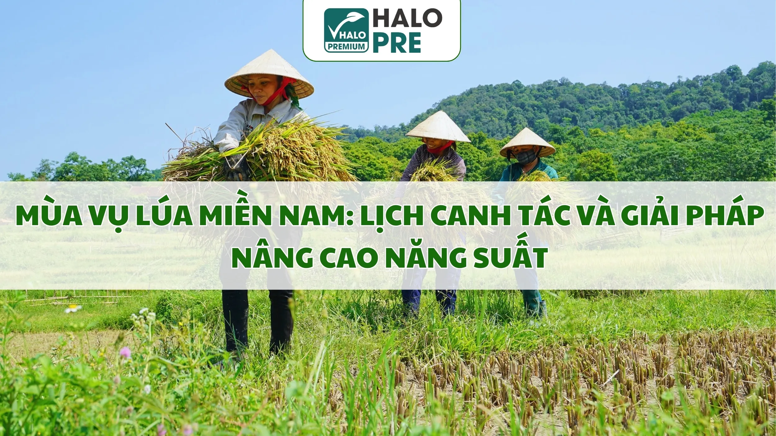 MÙA VỤ LÚA MIỀN NAM: LỊCH CANH TÁC VÀ GIẢI PHÁP NÂNG CAO NĂNG SUẤT